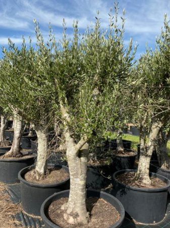 Olive Tree 005