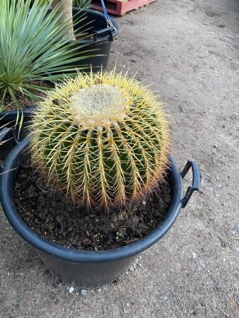 Golden Barrel Cactus 016