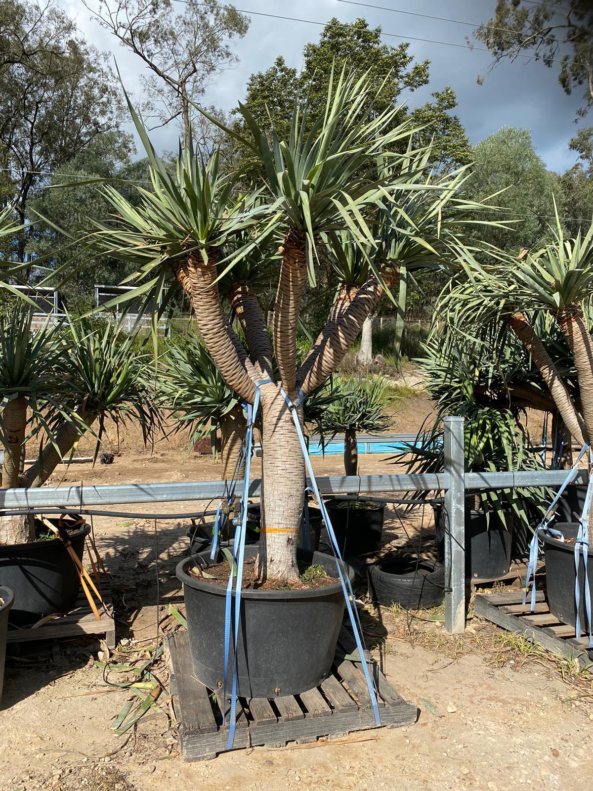 Dragon Tree Dracaena Draco Designer Trees Australia