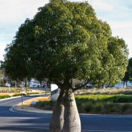 Bottle-Tree-of-Queensland-Brachychiton-Rupestris1