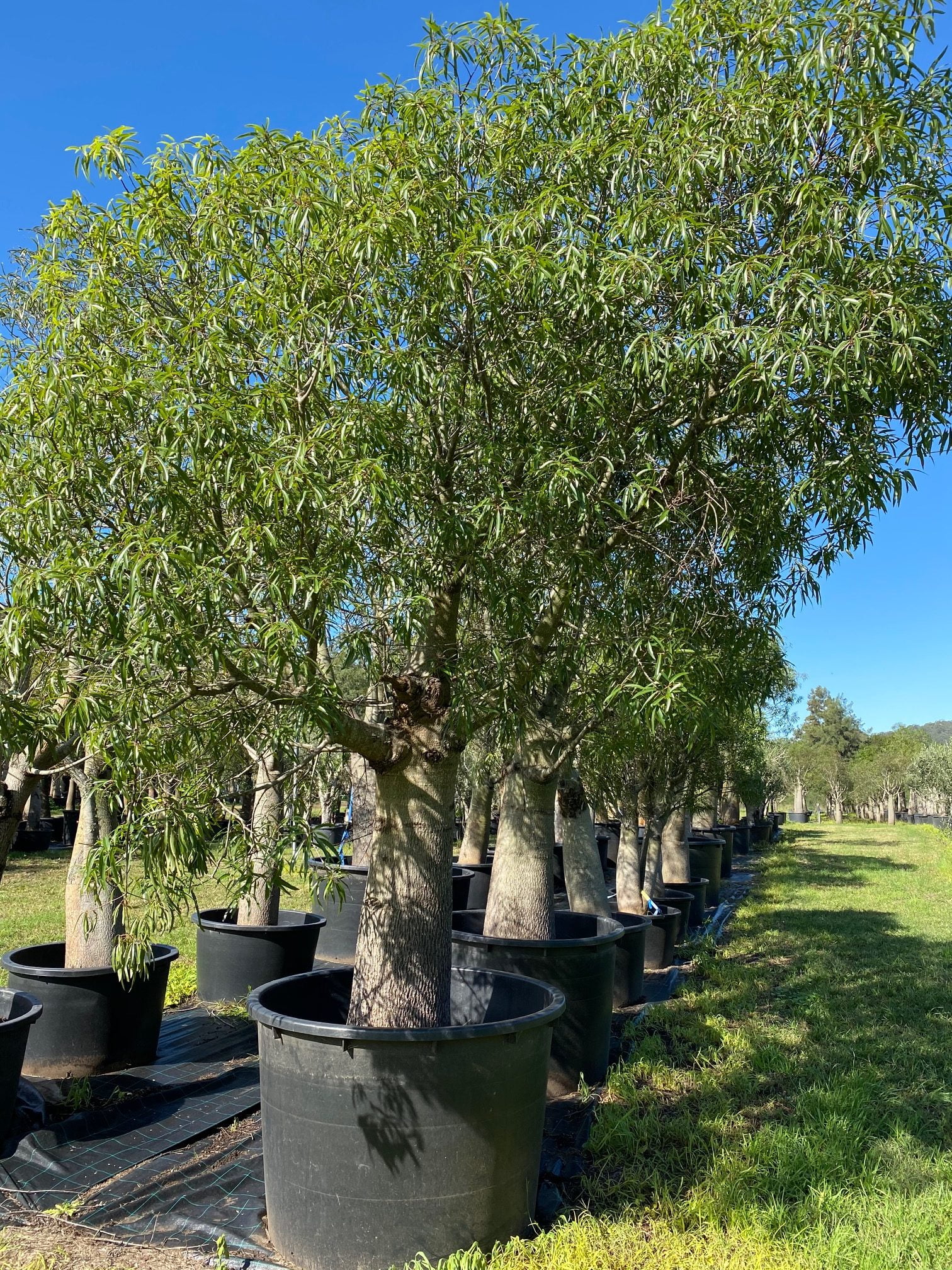 Queensland Bottle Tree 'Brachychiton rupestris