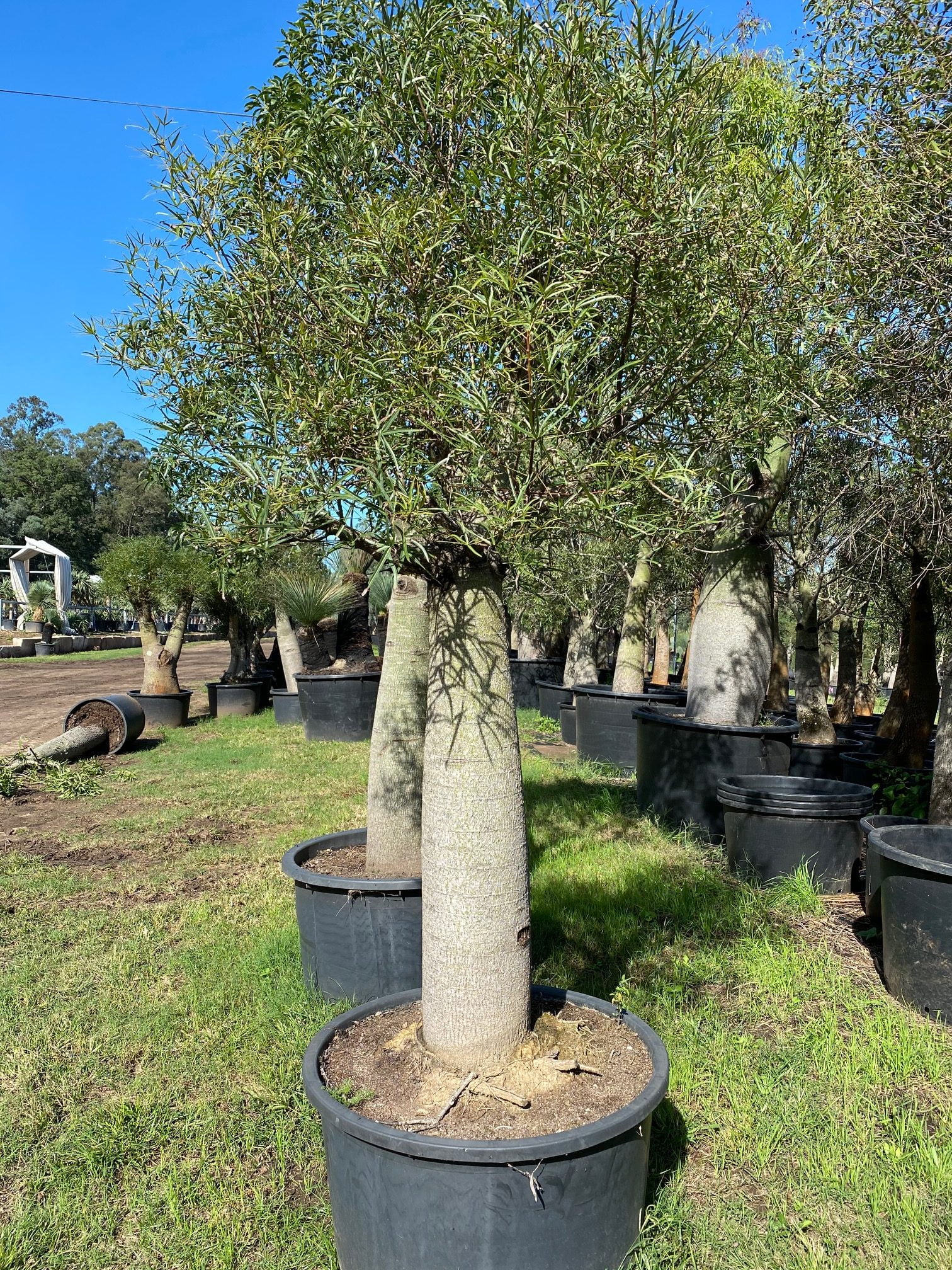 bottle tree, queensland bottle trees - designer trees australia