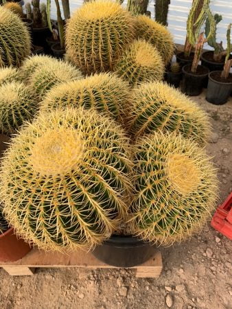 Golden Barrel Cactus 001