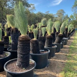 Blue Grass Trees for Sale