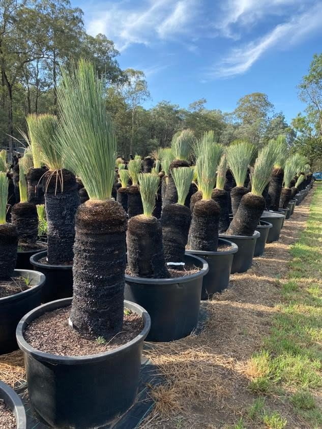 Blue Grass Trees for Sale