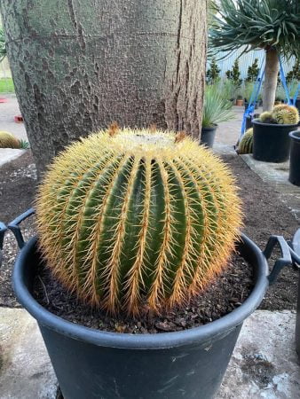 Golden Barrel Cactus 018