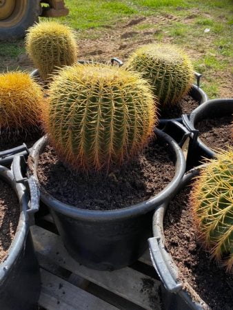 Golden Barrel Cactus 011