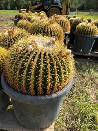 Golden Barrel Cactus 012
