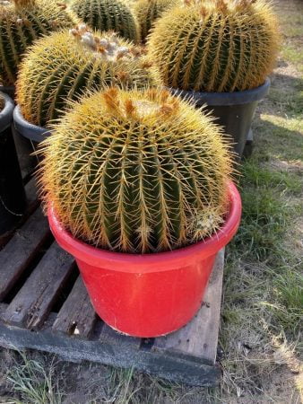 Golden Barrel Cactus 014