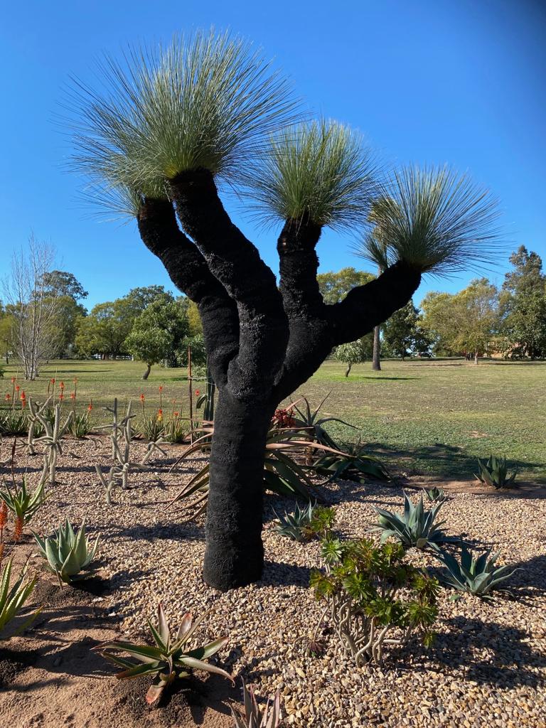 Grass Tree, Blue Grass Tree | Designer Trees Australia