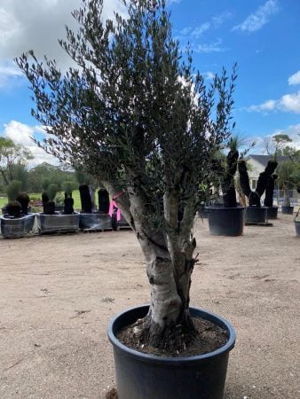 Olive Tree 023