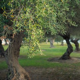 olive-tree-4